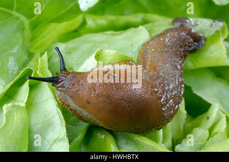 Spanisch Slug, lusitanische Slug essen Salat, Arion Lusitanicus, Arion Lusitanicus spanische Schnecke frisst Salat, lusitanische Slug essen Salat / (Arion Lusitanic Stockfoto