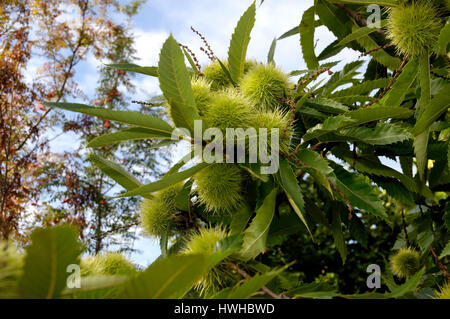 Früchte der Edelkastanie, Castanea Sativa, Kastanien Obst, Kastanien, Castanea Sativa Kastanie, Kastanien, Sweet Chestnut Früchte essen / (Casta Stockfoto