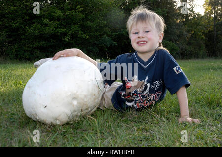 Bell-Boy mit Riesen Pouf Ball, Langermannia Gigantea, junge mit Riesenbovist, Langermannia Gigantea Jung Essen Pilz, junge mit Giant Puffball / () Stockfoto