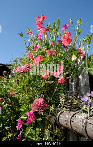 Sweet Pea auf einem Zaun, Lathyrus man, Duftwicke, duftende flache Erbse in einem Zaun, Lathyrus man flache Erbsen, Wicken, Erbse auf einem Zaun / (Lathyru Stockfoto