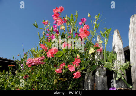 Sweet Pea auf einem Zaun, Lathyrus man, Duftwicke, duftende flache Erbse in einem Zaun, Lathyrus man flache Erbsen, Wicken, Erbse auf einem Zaun / (Lathyru Stockfoto