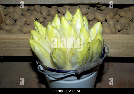 Chicorée, Cichorium Intybus var. Foliosum, Chicorée Cichorium Intybus var. Foliosum, Chicorée / (Cichorium Intybus var. Foliosum) | Chicoree / (Cichori Stockfoto