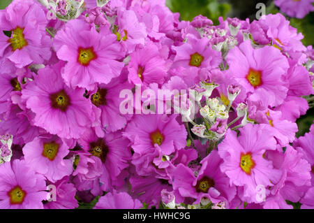 Fee Prime rose ausgezeichnet Flieder, Primula Malacoides, lila oder Etagen Primel ausgezeichnete Flieder, Primula Malacoides, Fairy Primrose "Prima lila" / () Stockfoto