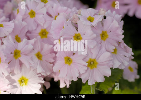 Fee Prime stieg ausgezeichnete ausgezeichnete rosa verbesserte, Primula Malacoides, Flieder oder Etagen Primel pink verbesserte, Primula Malacoides, Fairy Primrose ' Stockfoto