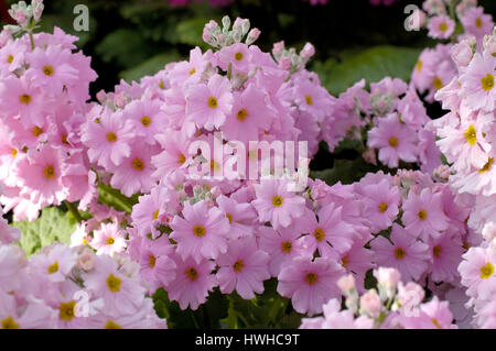 Fee Prime stieg ausgezeichnete ausgezeichnete rosa verbesserte, Primula Malacoides, Flieder oder Etagen Primel pink verbesserte, Primula Malacoides, Fairy Primrose ' Stockfoto