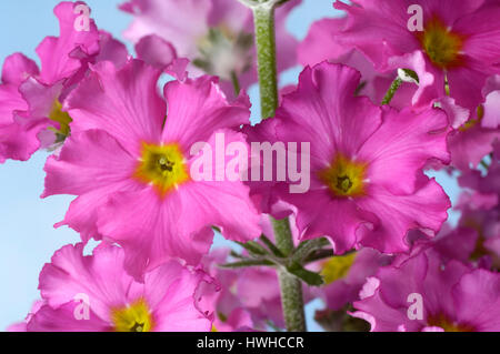 Fee Prime Rose, Primula Malacoides, Flieder oder Etagen-Primel, Primula Malacoides, Fairy Primrose / (Primula Malacoides) | Flieder-Oder Etagenprim Stockfoto