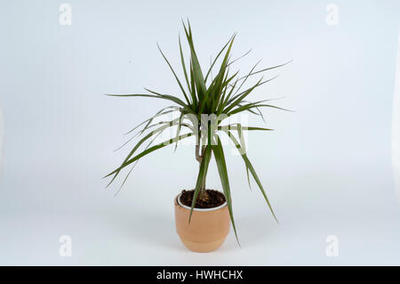 Drachenbaum, Dracaena Marginata, der Drachenbaum, Dracaena Marginata, Dracaena / (Dracaena Marginata) | Drachenbaum / (Dracaena Marginata) Stockfoto