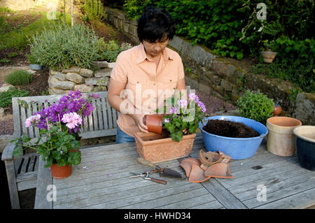 Frau Pläne Geranien in einen Topf, Pelargonium Hybride, Frau Gernaien in einem Topf, Pelargonium Hybriden sind, Frau Pflanze Geranium in einen Topf Pflanzen / (Pelargo Stockfoto