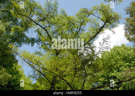 Japanische Lärche, Larix Kaempferi japanische Lärche, Larix Kaempferi japanische Lärche / (Larix Kaempferi) | Japanischen Laerche / (Larix Kaempferi) / Stockfoto