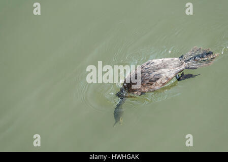 Ein tauchender Neotropischer Kormoran (Phalacrocorax brasilianus) mit offenem Schnabel Stockfoto