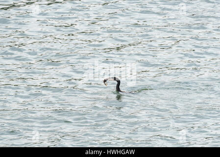 Ein Neotropischer Kormorant (Phalacrocorax brasilianus) mit einem Welsen im Staat Chiapas, Mexiko Stockfoto