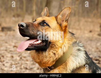 Deutscher Schäferhund aufnahmebereit hautnah Stockfoto