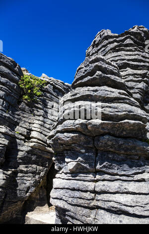 Pancake Rocks in Punakaiki, Neuseeland Stockfoto