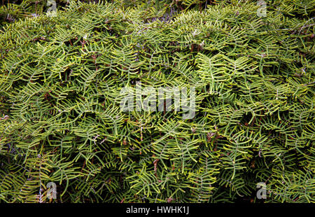 Gewirr Farn Gleichenia Dicarpa auf Mount Tongariro in Nordinsel Neuseeland Stockfoto