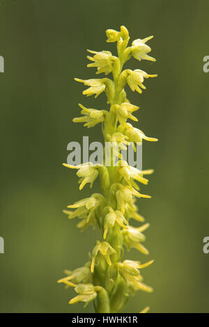 Moschus Orchidee Herminium Monorchis in der Nähe von Hill in der Nähe von Selborne in Hampshire UK Stockfoto