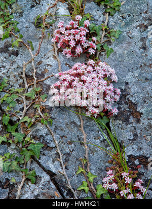 Englische Fetthenne Sedum Anglicum oder Wand Pfeffer auf Klippen auf Pembroke Coast of South Wales UK Stockfoto