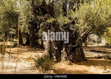 Olive Tree in Gethsemane, der Bibel für Christen. Stockfoto