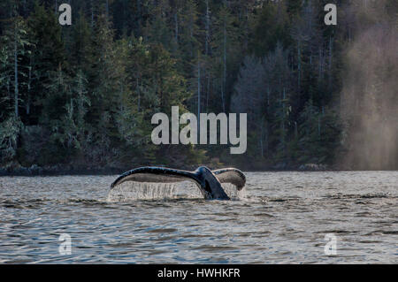 Tauchen Buckelwale Stockfoto