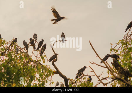 Gruppe von Krähen in Ast Stockfoto
