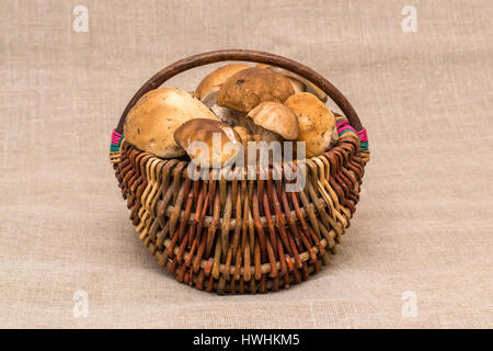 Gruppe von Steinpilzen Pilze auf Leinen. CEP-Pilze in den Korb Stockfoto