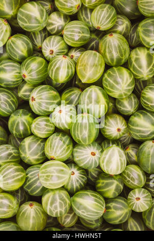 Grüne Bio-Beeren Stachelbeeren. Reife Stachelbeere Hintergrund. Grün, grün: Pantone Color - Trend-2017 Stockfoto