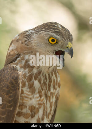 Shikra (Accipiter badius), Ahmedabad, Gujarat, Indien Stockfoto