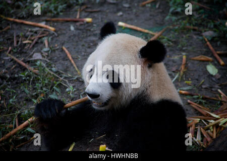 Ein großer Panda (Ailuropoda Melanoleuca) kaut auf einige Bambus im Chengdu Panda-Schutzgebiet in China Stockfoto