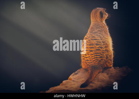 Erdmännchen in Dunkelheit suchen Stockfoto
