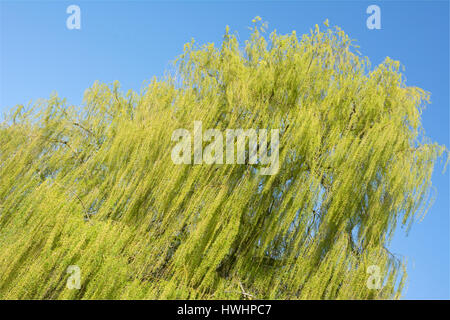 Willow, Salix x chrysocoma Stockfoto