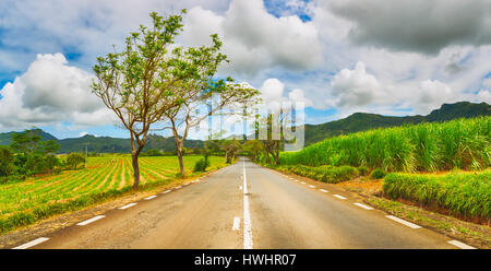 Bäume in voller Blüte und Zuckerrohr-Plantagen auf einer ruhigen Straße unter grünen Hügellandschaft, Mauritius. Panorama Stockfoto