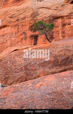 Pinyon Kiefern auf Sandstein entlang Devils Garden Trail, Arches-Nationalpark, Utah Stockfoto