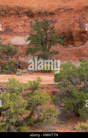 Pinyon Kiefern auf Sandstein entlang Devils Garden Trail, Arches-Nationalpark, Utah Stockfoto