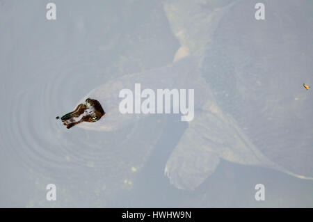 Eine riesige Schildkröte schwimmt teilweise unter Wasser bei den Parrot Jungle in Miami, Florida. (Jetzt geschlossen) Stockfoto