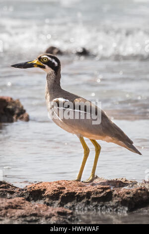 Beach-Stein-Brachvogel (Esacus Magnirostris) Stockfoto