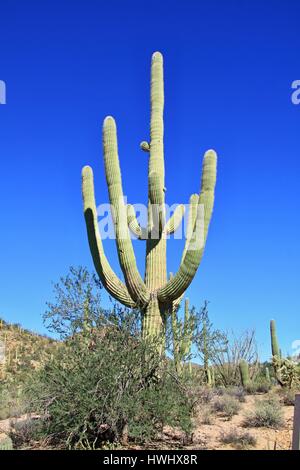 Die riesigen Kakteen Saguaro (Carnegiea Gigantea) in der National Park, Tucson, Arizona, North America Stockfoto