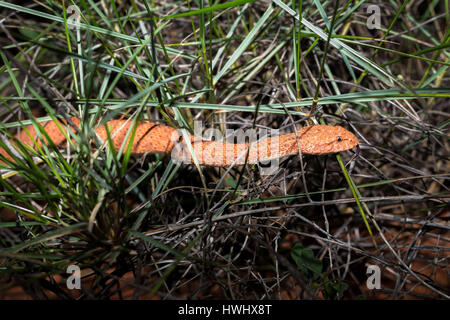 Gemeinsamen Death Adder Schlange (Acanthophis Antarcticus) Stockfoto