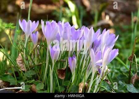 Frühlings-Krokus (Crocus Vernus). Eine Nahaufnahme von der Seite mit Sonnenschein von oben zu leuchten die Blüten von innerhalb. Stockfoto