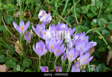 Frühlings-Krokus (Crocus Vernus). Eine Nahaufnahme von der Hälfte oben. Die hellen orange Staubblätter in den violetten Blütenblättern zeigen. Stockfoto