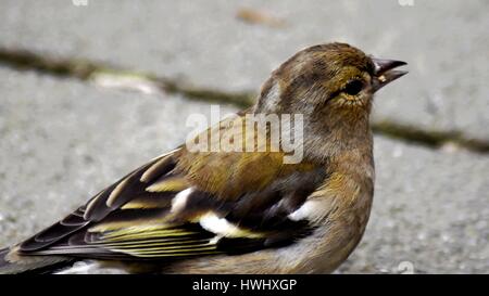 Nahaufnahme von einem weiblichen Buchfinken (Fringilla Coelebs) Seite auf. Stockfoto