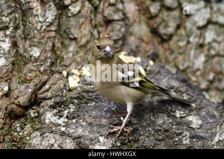 Weibliche Buchfinken (Fringilla Coelebs) thront auf einem Baumstamm, Kopf wandte sich an die Kamera. Stockfoto