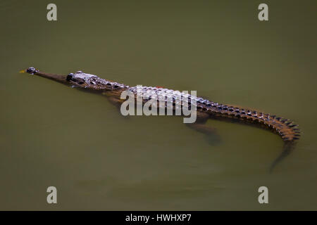 Süßwasser-Krokodil (Crocodylus Johnstoni) Stockfoto