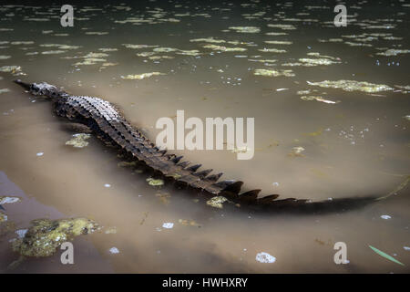 Süßwasser-Krokodil (Crocodylus Johnstoni) Stockfoto