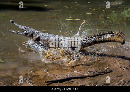 Süßwasser-Krokodil (Crocodylus Johnstoni) Stockfoto