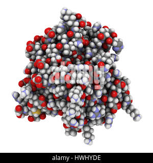 Thrombospondin-1 Protein (N-terminale Domäne). Atome werden als Kugeln mit konventionellen Farbkodierung dargestellt. Stockfoto