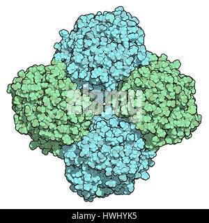 Neuraminidase-Enzym. Struktur der H5N1-Vogelgrippe-Neuraminidase. Atome werden als codierte Kugeln Farbe dargestellt. Pro Kette Färbung. Stockfoto