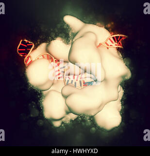 Bearbeitung komplexer von Streptococcus Pyogenes CRISPR-CAS9-gen. Das Cas9-Nuklease-Protein verwendet ein Guide RNA-Sequenz um zu DNA an eine ergänzende Website zu schneiden. Stockfoto