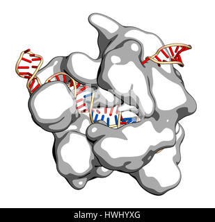 Bearbeitung komplexer von Streptococcus Pyogenes CRISPR-CAS9-gen. Das Cas9-Nuklease-Protein verwendet ein Guide RNA-Sequenz um zu DNA an eine ergänzende Website zu schneiden. Stockfoto