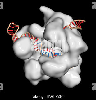 Bearbeitung komplexer von Streptococcus Pyogenes CRISPR-CAS9-gen. Das Cas9-Nuklease-Protein verwendet ein Guide RNA-Sequenz um zu DNA an eine ergänzende Website zu schneiden. Stockfoto