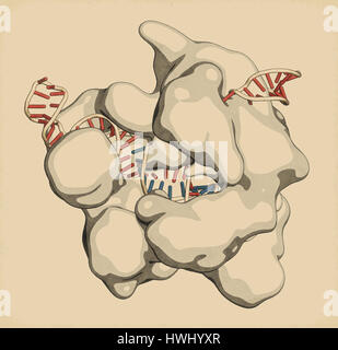 Bearbeitung komplexer von Streptococcus Pyogenes CRISPR-CAS9-gen. Das Cas9-Nuklease-Protein verwendet ein Guide RNA-Sequenz um zu DNA an eine ergänzende Website zu schneiden. Stockfoto