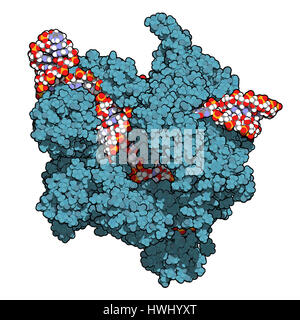 Bearbeitung komplexer von Streptococcus Pyogenes CRISPR-CAS9-gen. Das Cas9-Nuklease-Protein verwendet ein Guide RNA-Sequenz um zu DNA an eine ergänzende Website zu schneiden. Stockfoto